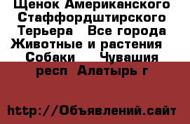 Щенок Американского Стаффордштирского Терьера - Все города Животные и растения » Собаки   . Чувашия респ.,Алатырь г.